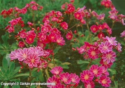  Lewisia Cotyledon Regenbogen